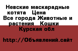 Невские маскарадные котята › Цена ­ 15 000 - Все города Животные и растения » Кошки   . Курская обл.